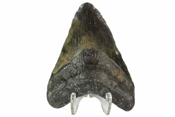 Bargain, Fossil Megalodon Tooth - North Carolina #91625